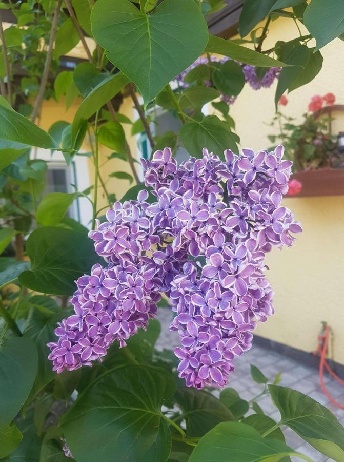 Apartment Holiday Lungoetz Annaberg im Lammertal Εξωτερικό φωτογραφία